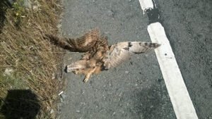 bird for roadkill