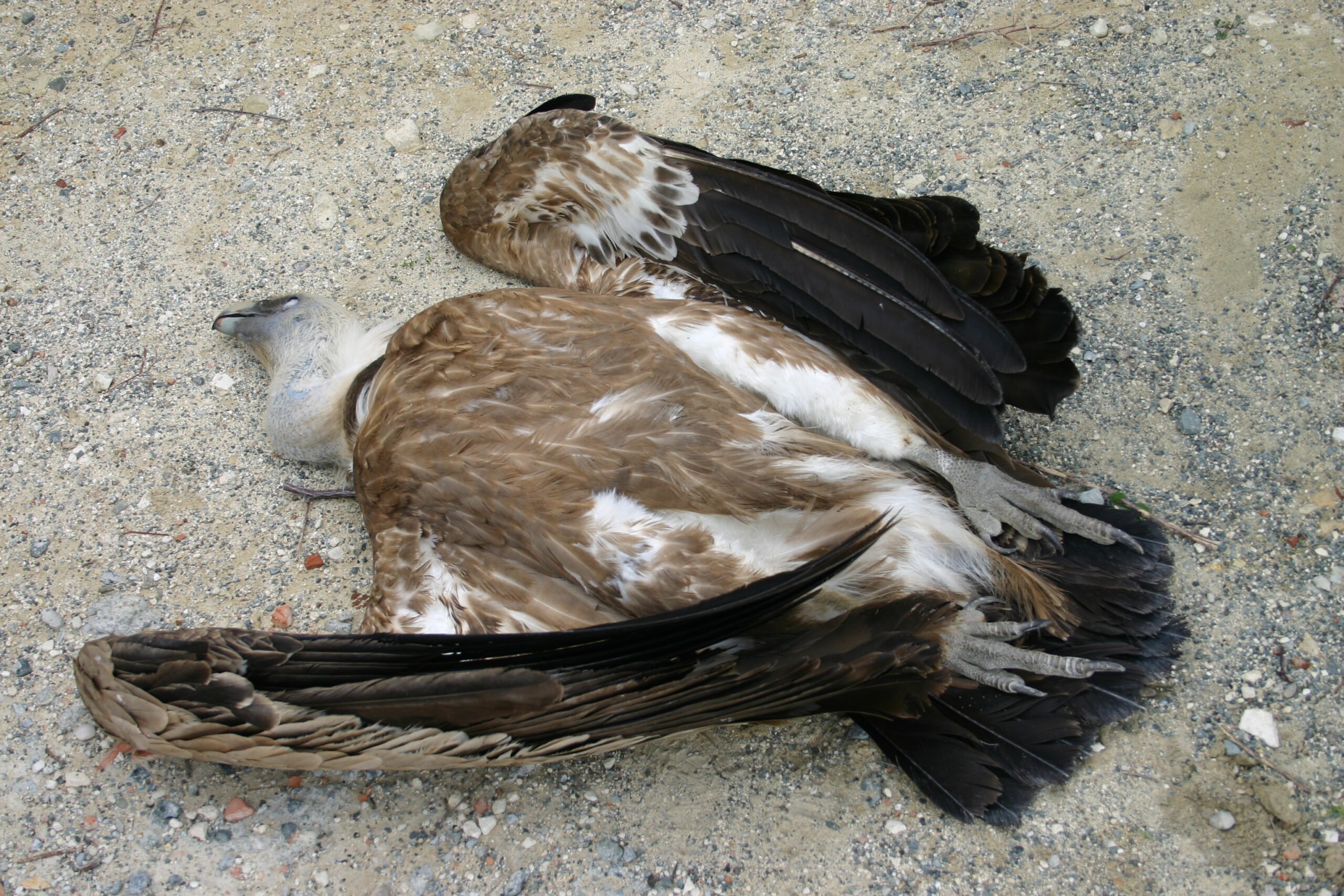 dead griffon vulture by nikos kassinis