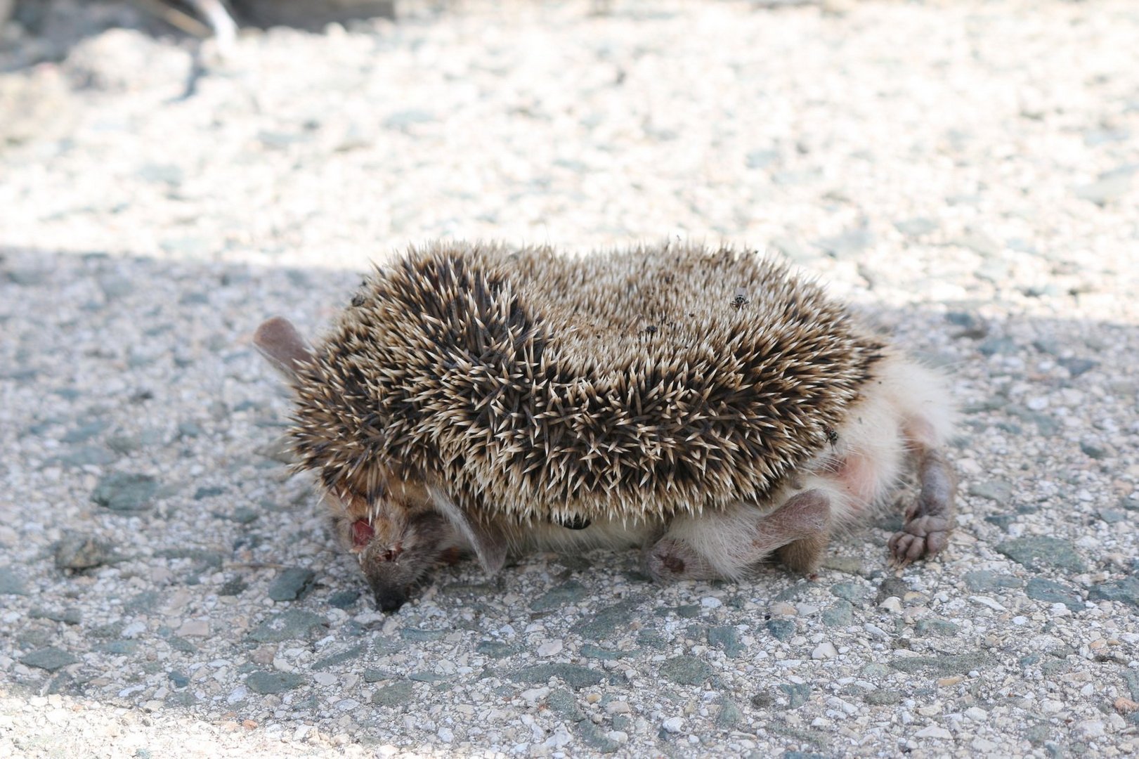 image OUC lecture: squashed on the roads: wildlife on the roads 