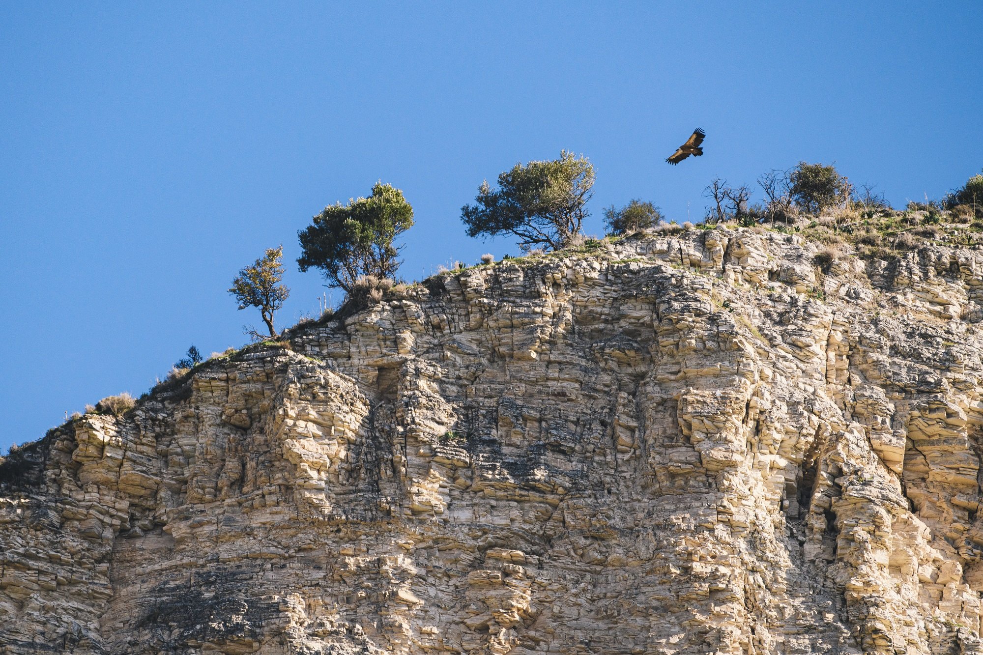 griffon vulture by silvio a. rusmigo