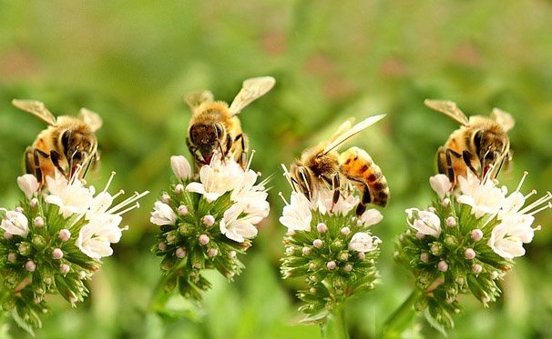 Η μέλισσα προβάλλει μια ομάδα δραστηριοτήτων παρά την πανδημία