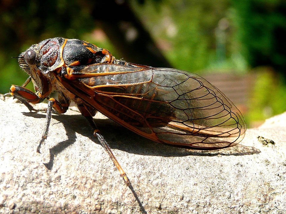 image &#8216;A loud month, for sure&#8217;: US awaits huge, 17-year cicada hatch