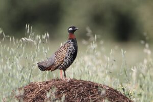 martin black francolin dave nye