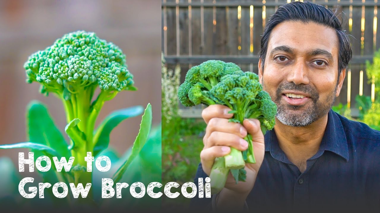 image How to grow broccoli from seed to harvest