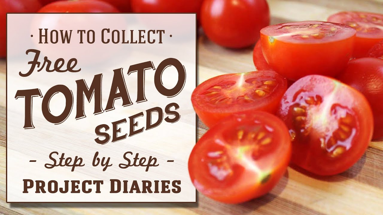 image How to collect tomato seeds for re-planting