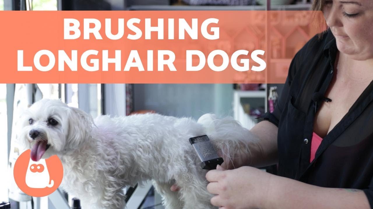 image The distress-free way to brush a long-haired dog