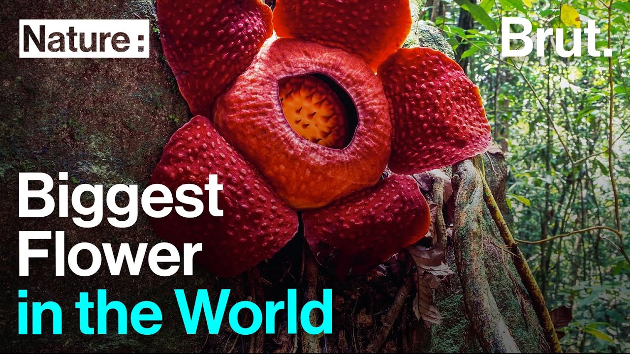 image Parasitic bloom: the life of the biggest flower on earth