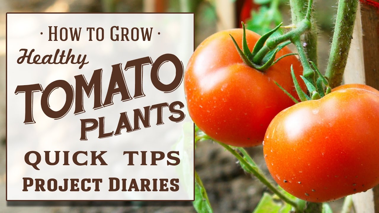 image How to grow healthy tomato plants at home