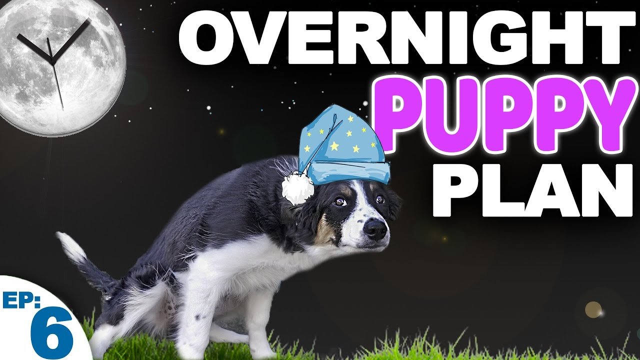 Night time puppy potty training without an alarm Cyprus Mail