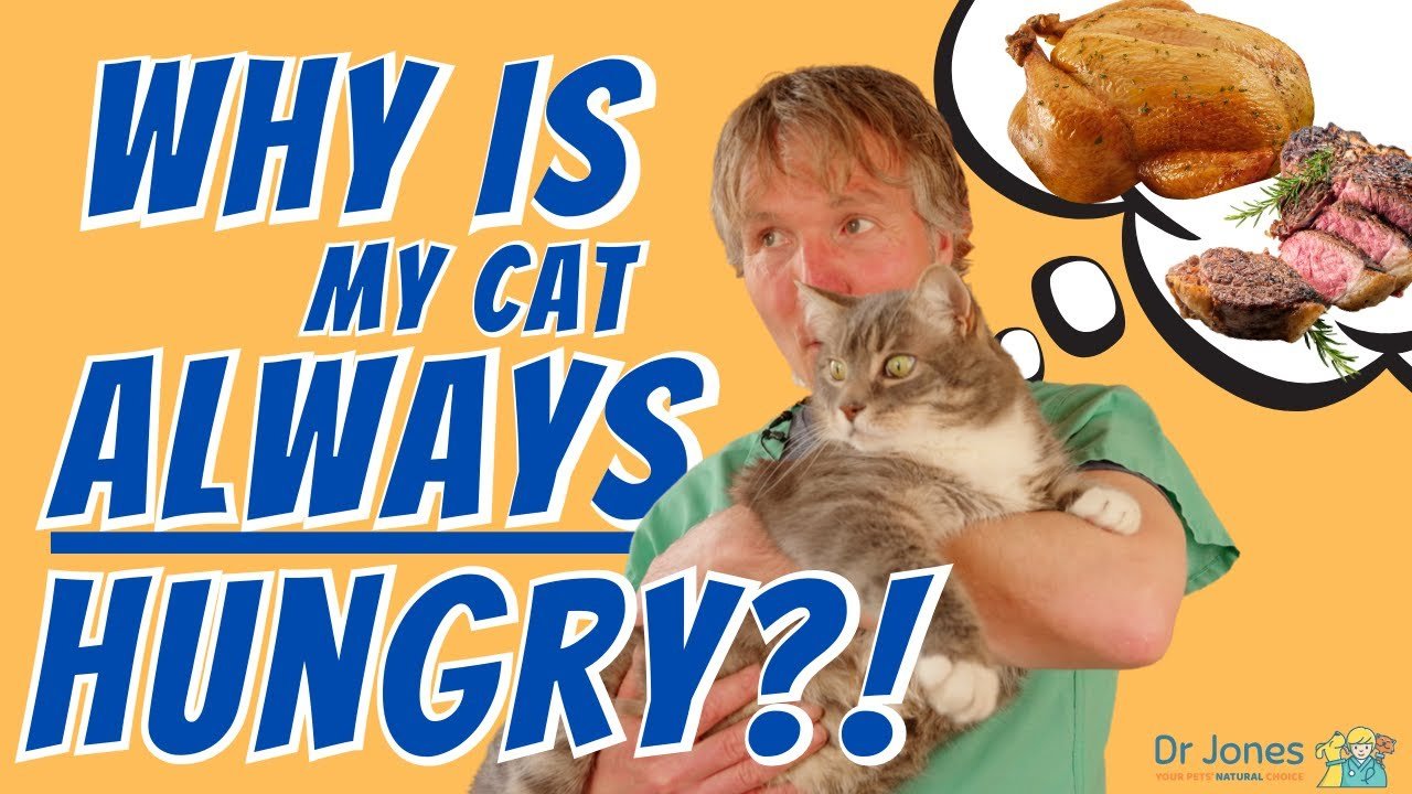image Is your cat always hungry? The reasons may not be hunger