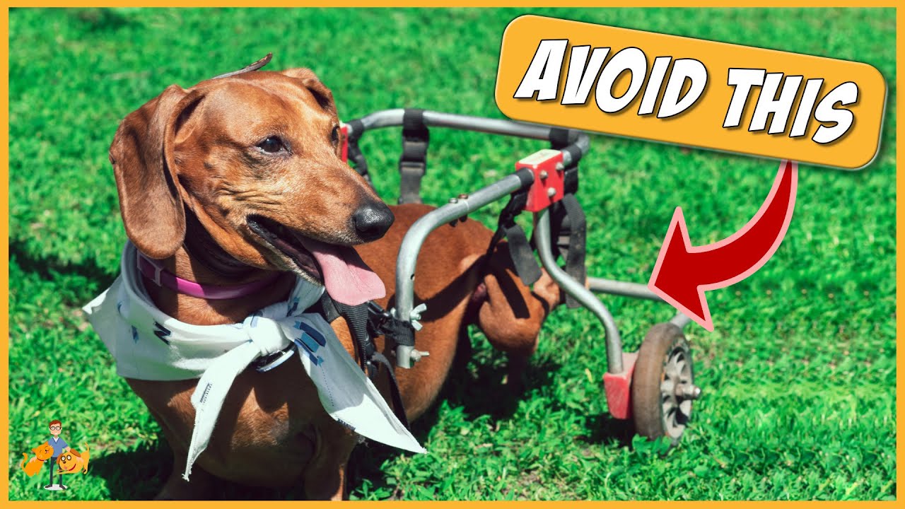 image Slipped disc in dogs (the complete guide)