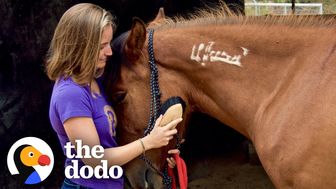 image How a wild horse reunited with his human after being sold