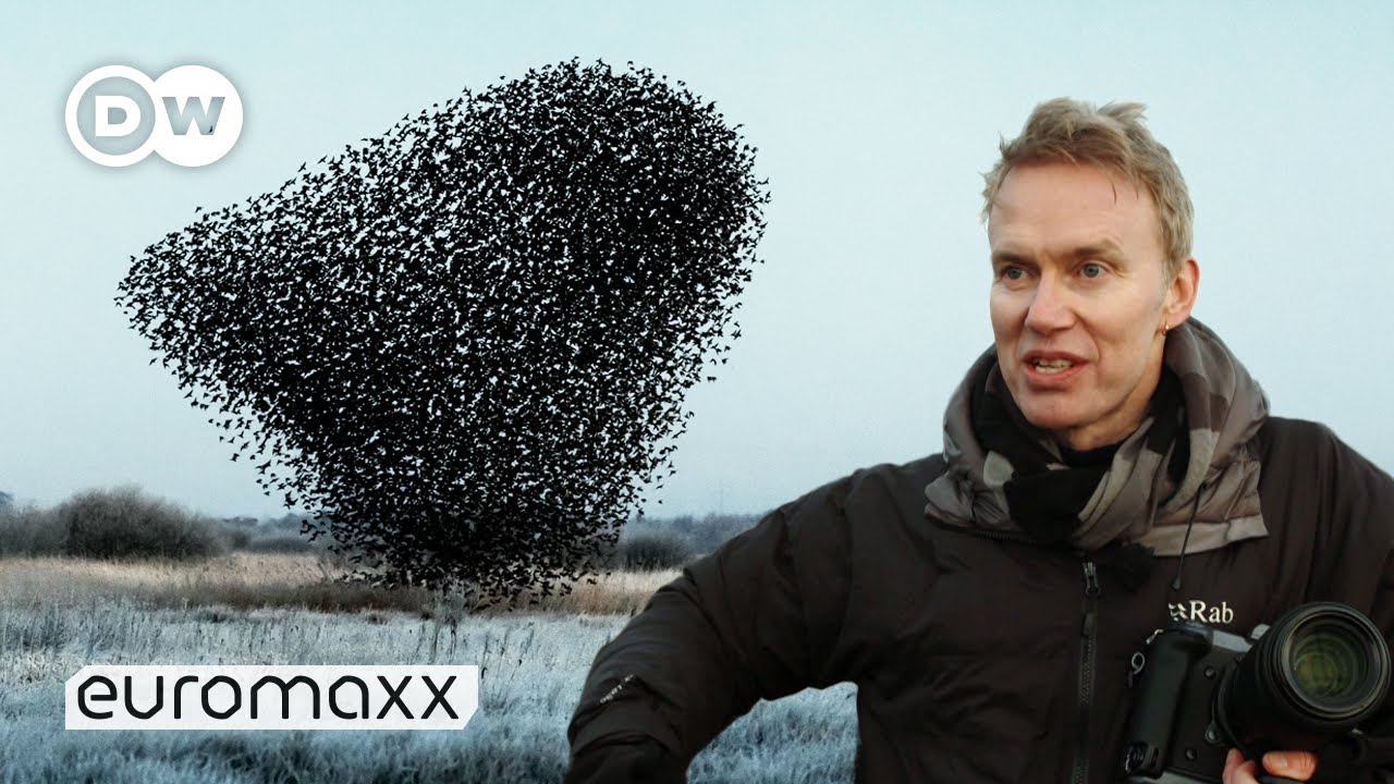 image Black Sun: Søren Solkær&#8217;s startling starling murmurations