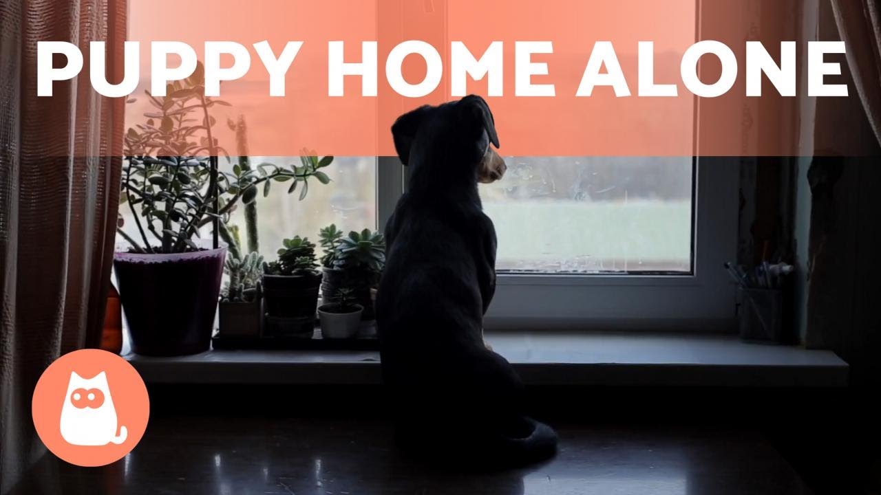 image Tips for leaving a puppy home alone safely