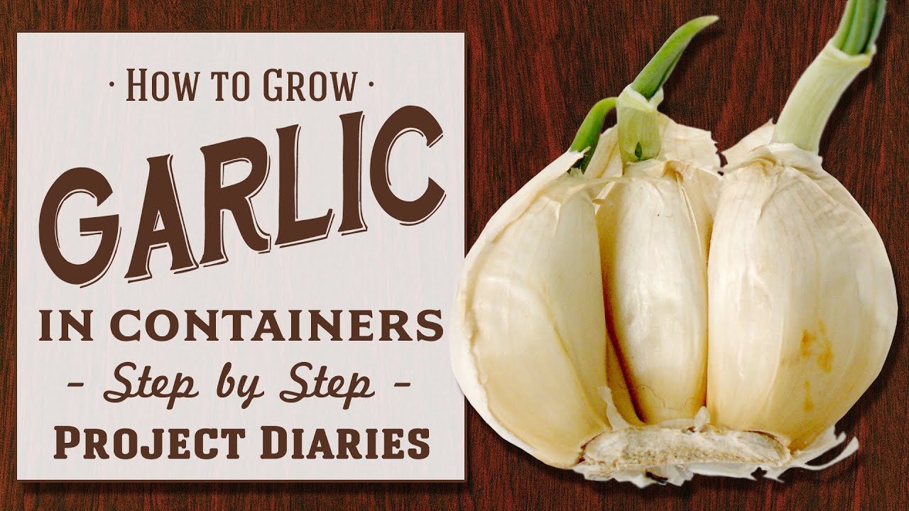 image How to grow garlic in containers at home
