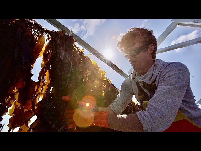 image The push to establish sustainable seaweed farming in Europe