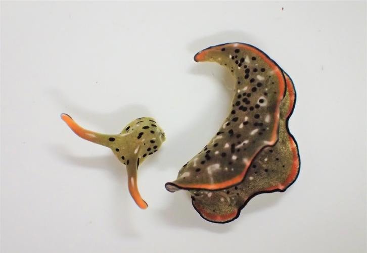 image Sea slugs lose heads to rid bodies of parasites