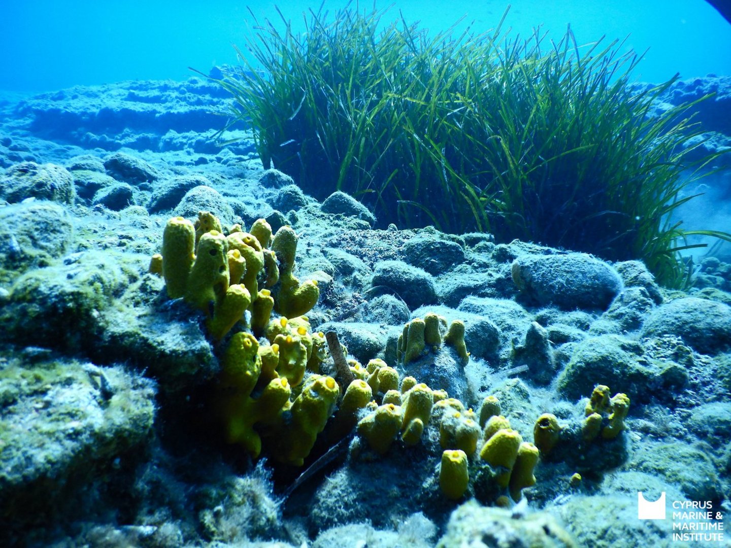 image Larnaca primary pupils have chance to name a reef