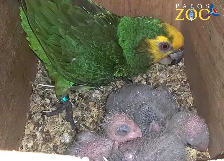 image Paphos zoo successfully breeds rare parrot