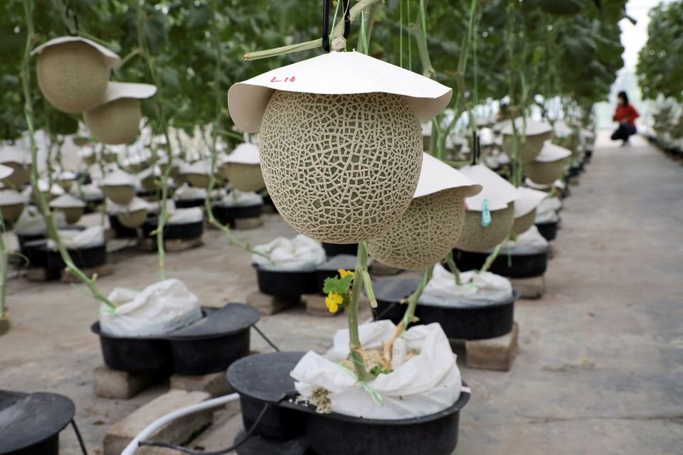 image Music and massage: Malaysian farmers attempt to grow prized Japanese muskmelons
