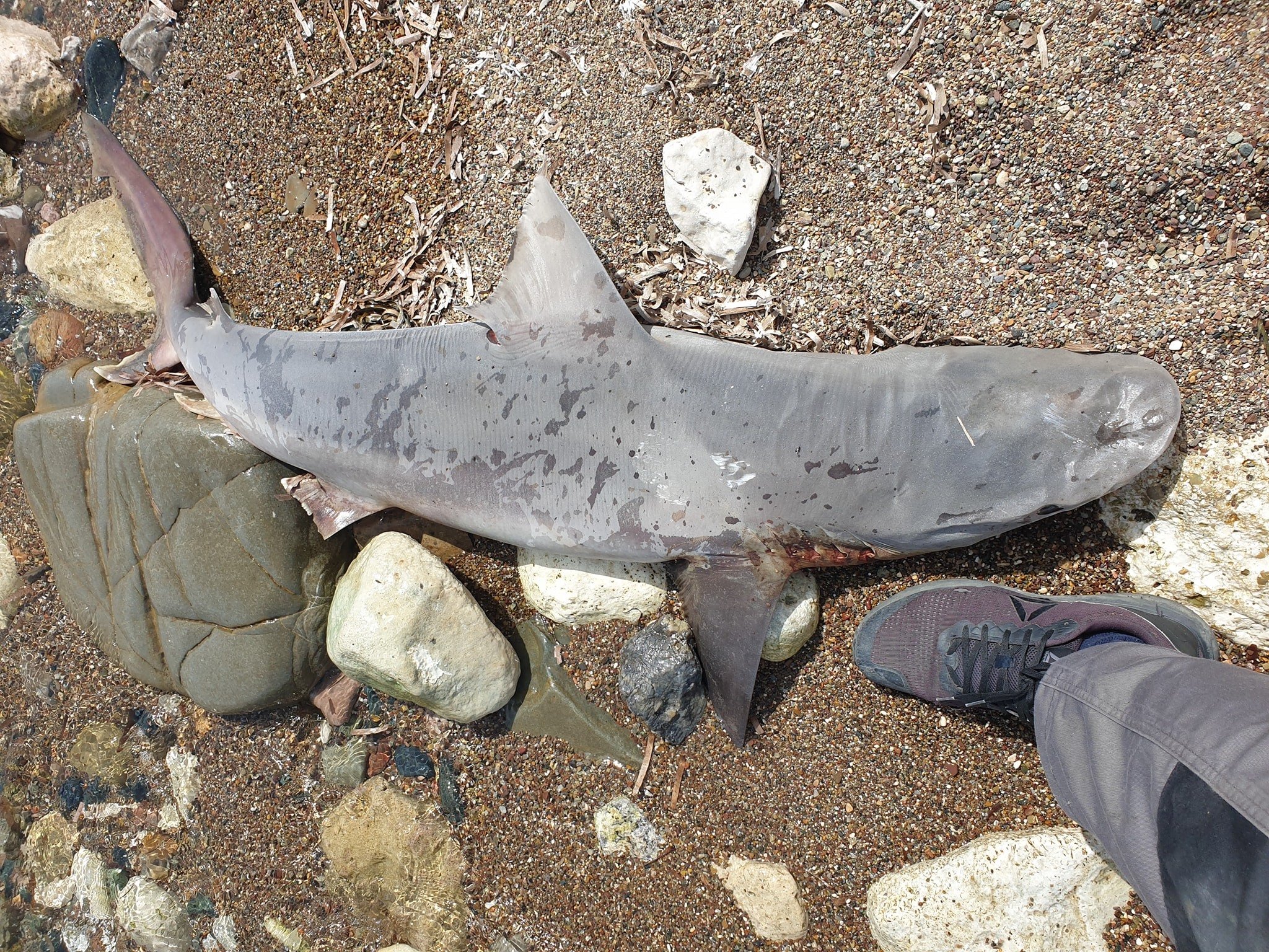 image Sandbar shark washed up on Polis beach