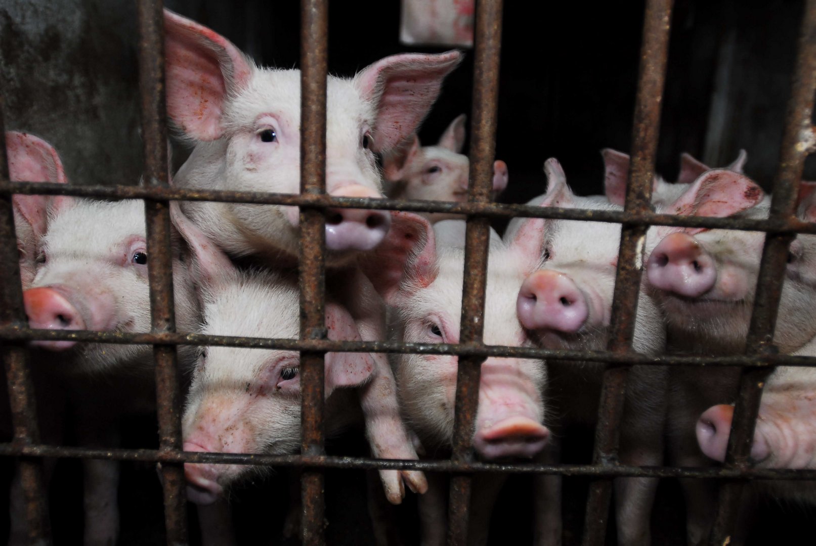 image Cyprus still has 39% of farm animals in cages &#8212; NGO