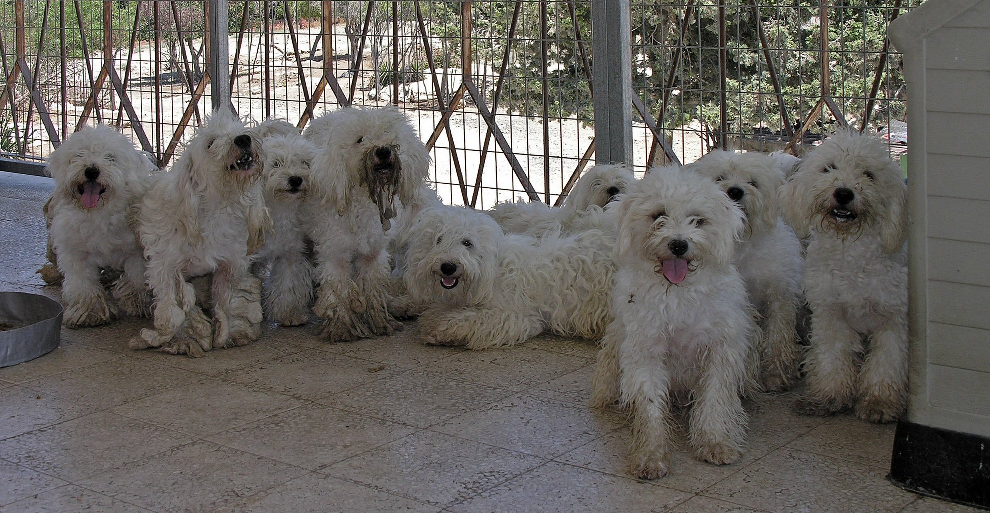 Ό, τι συνέβη με το κυπριακό poodle;