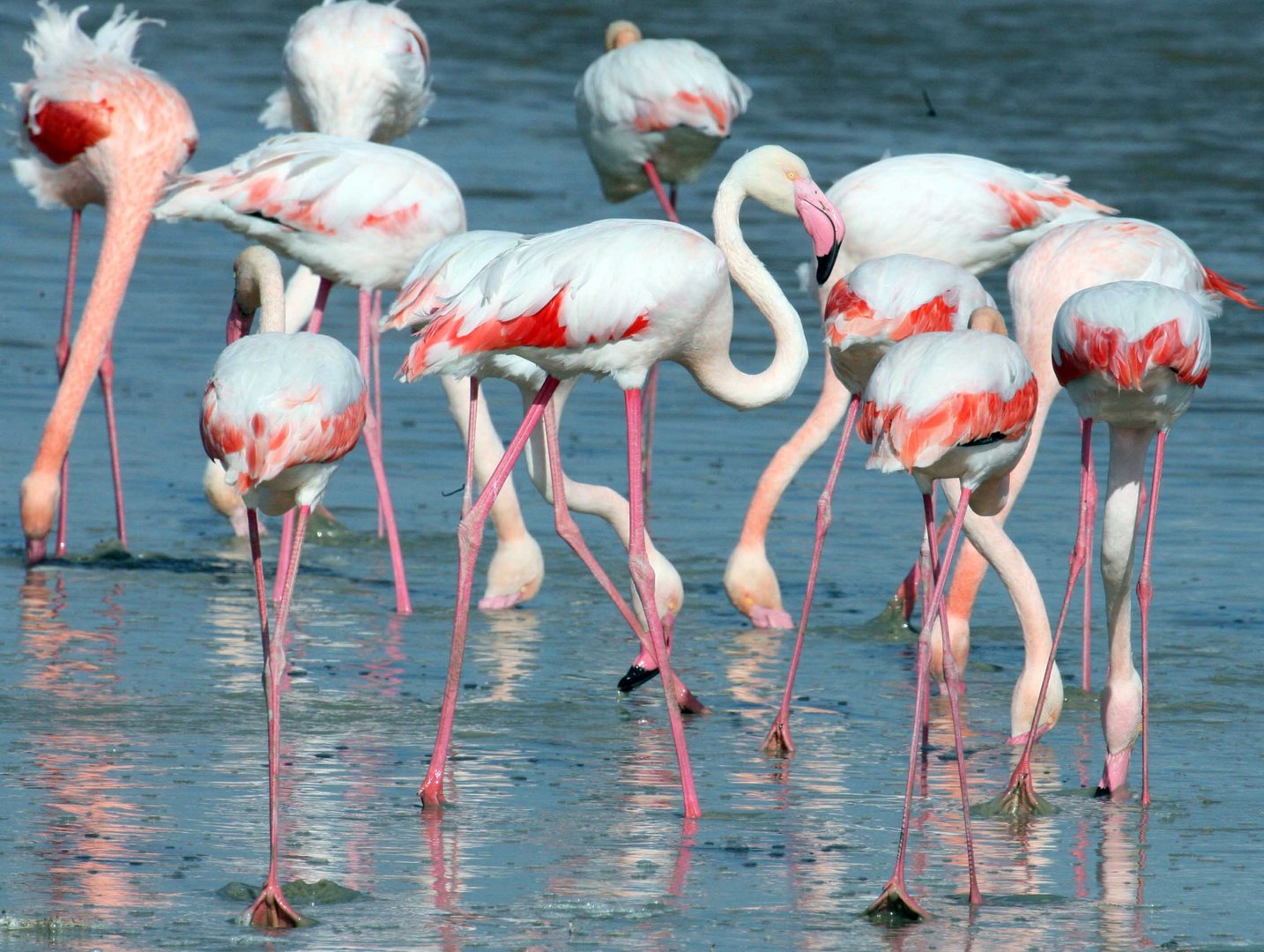 image Release of flamingo to mark World Wildlife Day