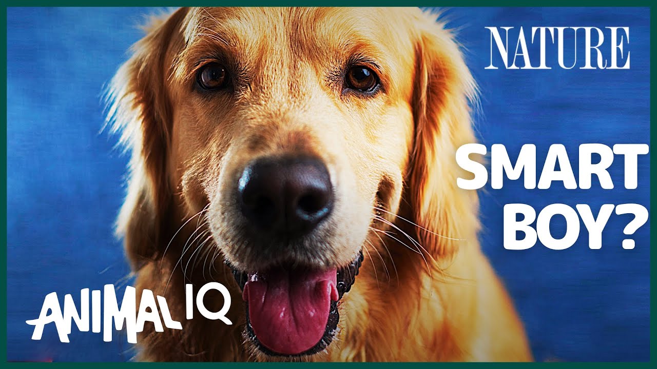 image Mapping the IQ of domesticated dogs