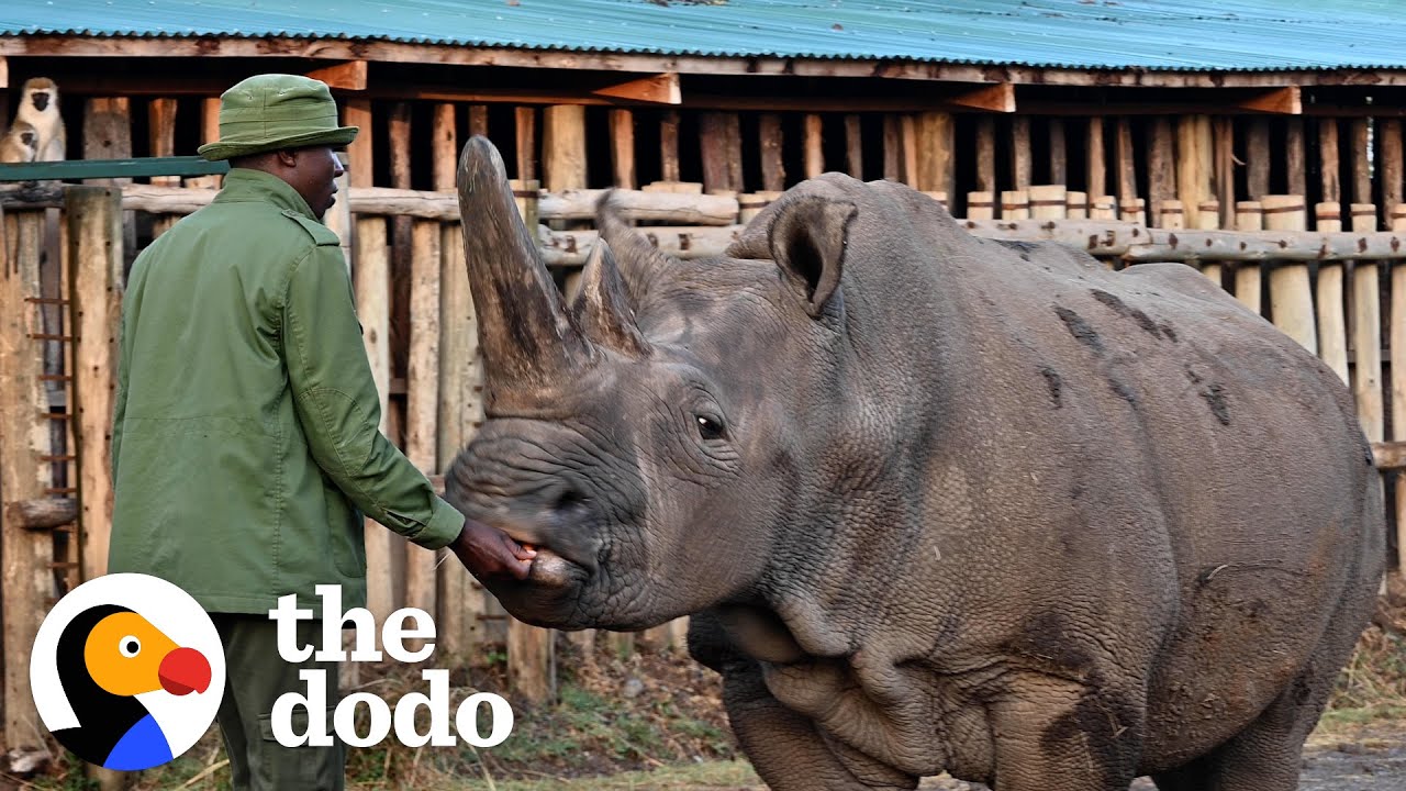 image Caring for the last two northern white rhinos on earth
