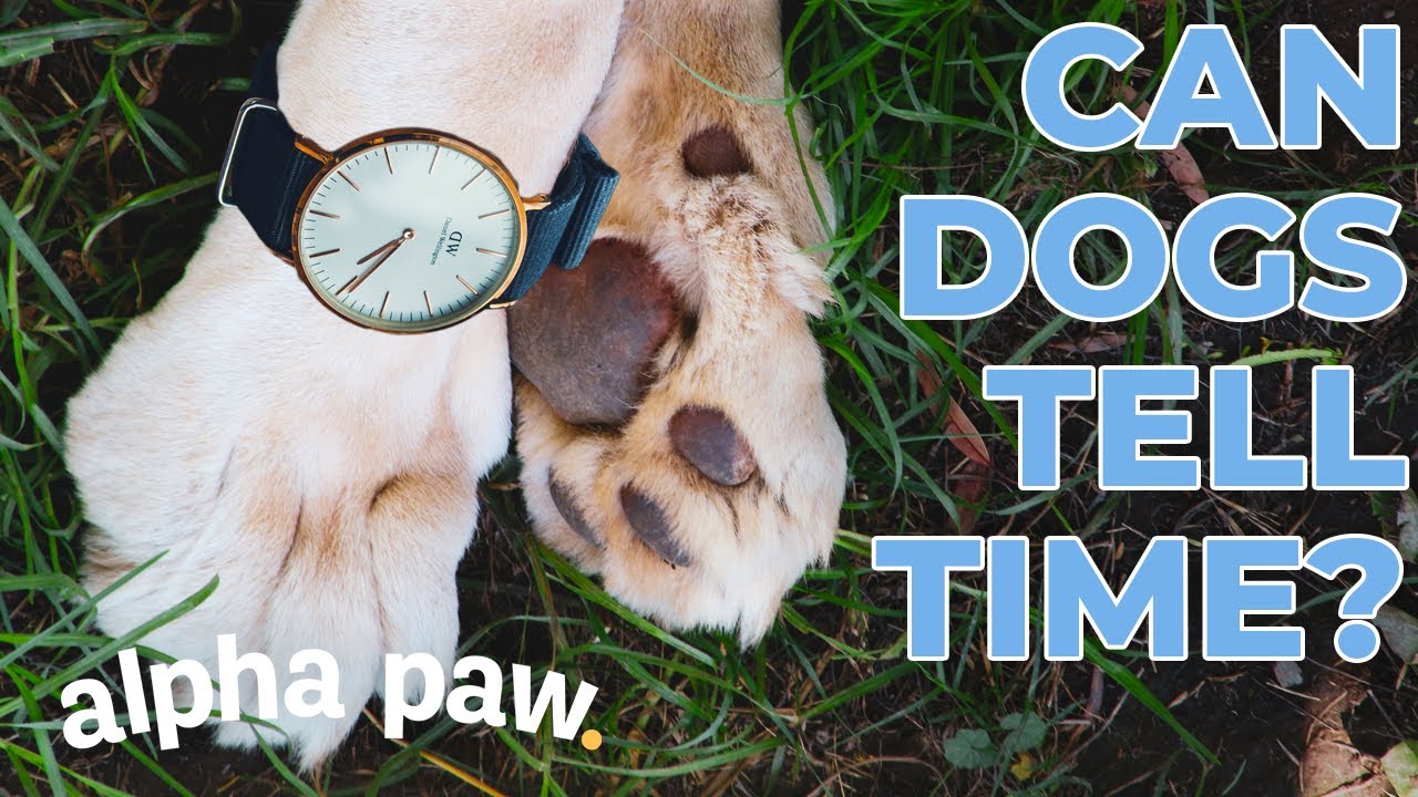 Πώς ξέρουν τα σκυλιά τι ώρα είναι;