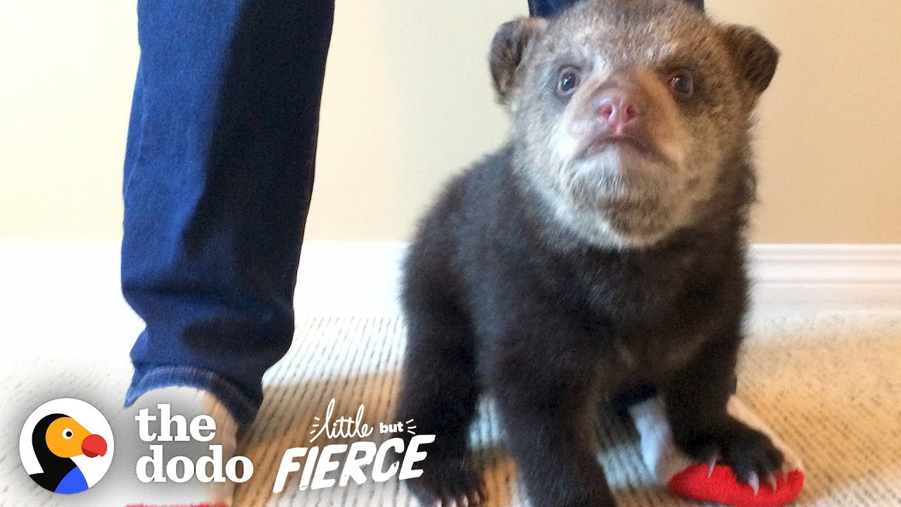 image The bear cub whose best friend led him back to the wild