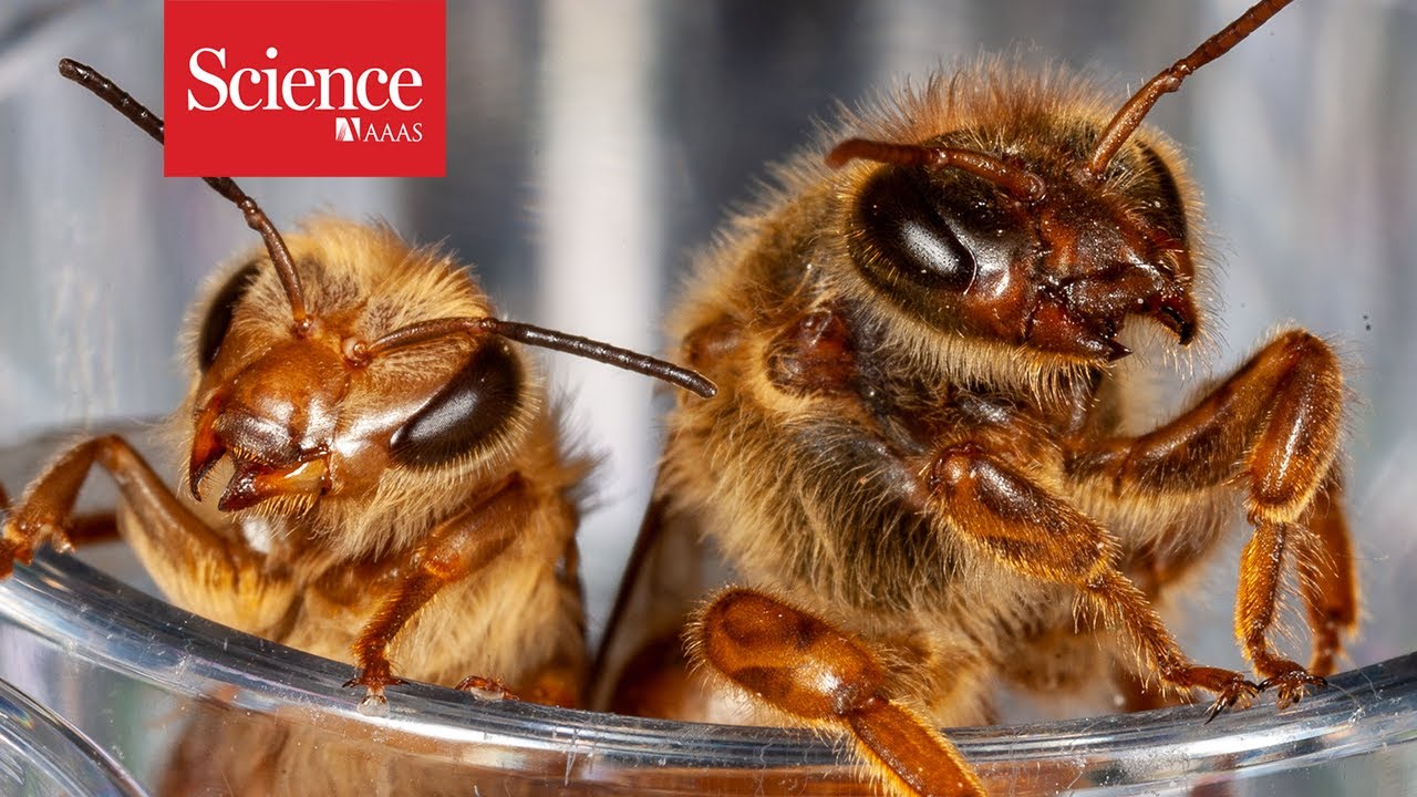 image How lifespan-shifting insects are driving aging research
