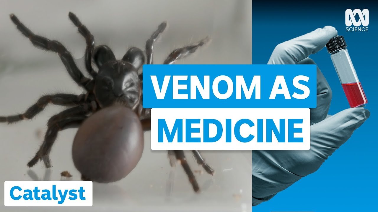 image How one spider&#8217;s deadly venom is used for life-saving meds