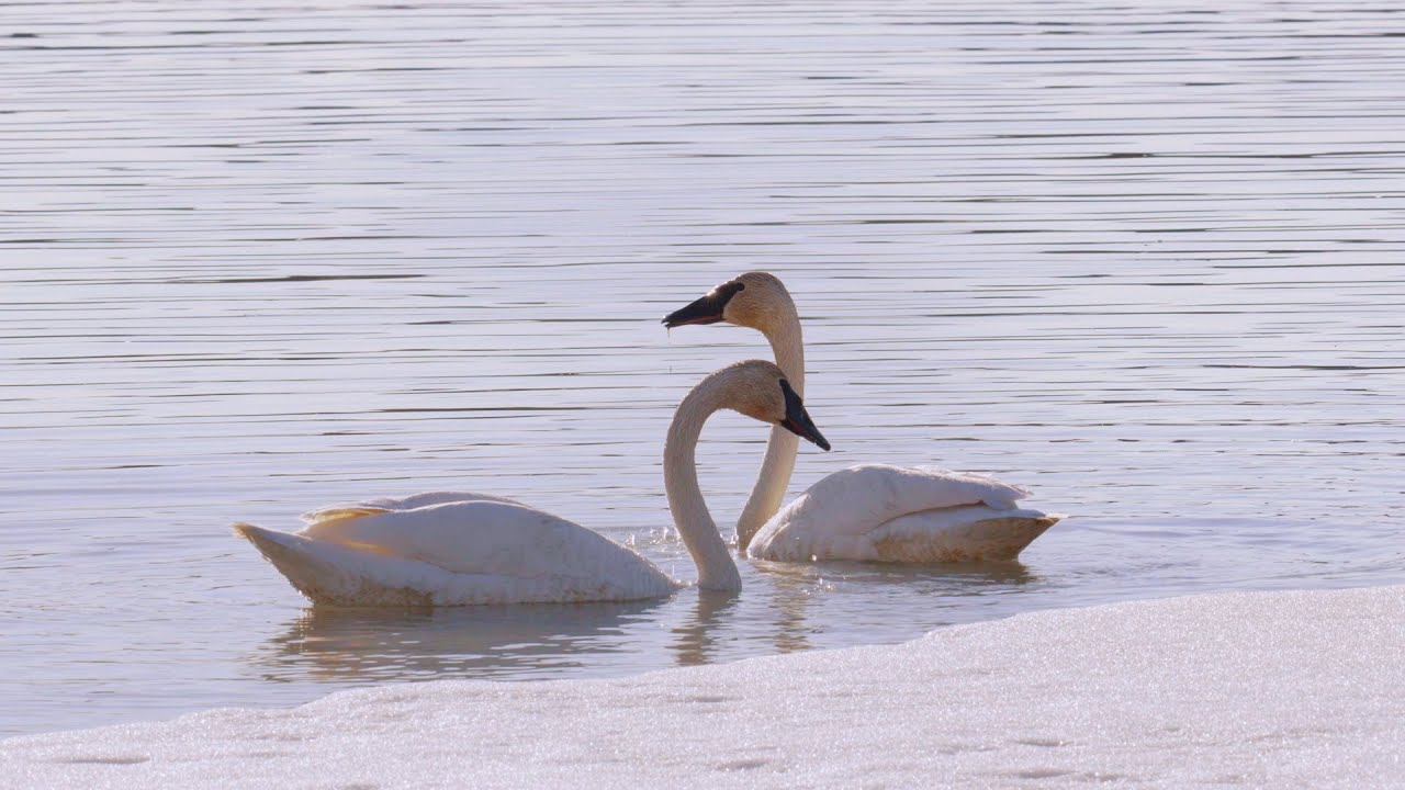 image Rites of spring: trumpeter swans flock to Canadian lake