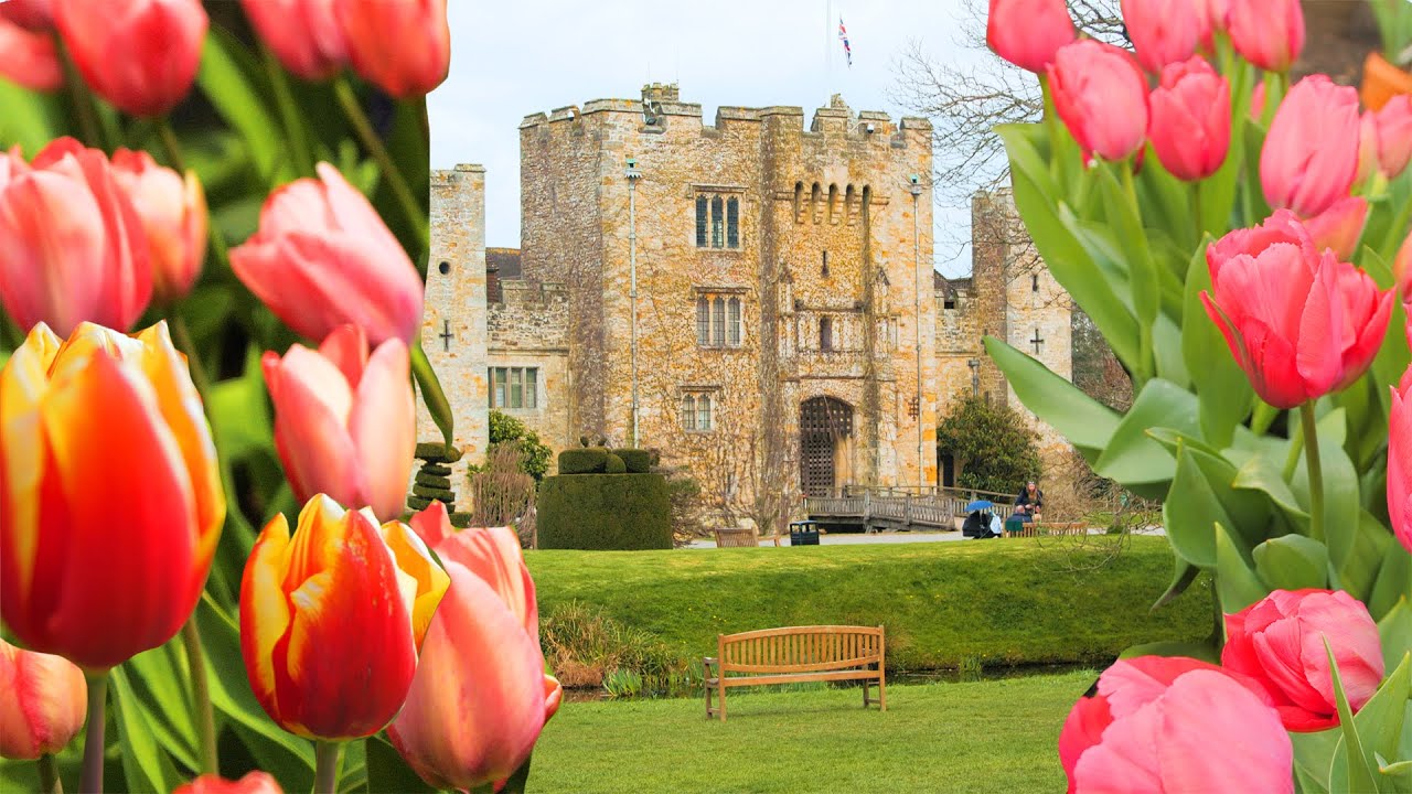 image A progression of colours: spring tulips at Hever Castle