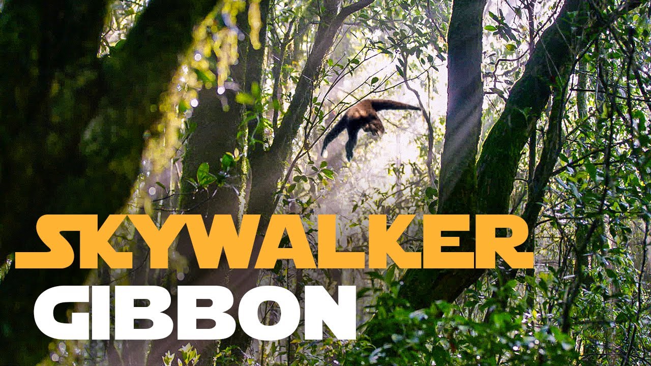 image Saving endangered Skywalker gibbons with techno-matchmaking