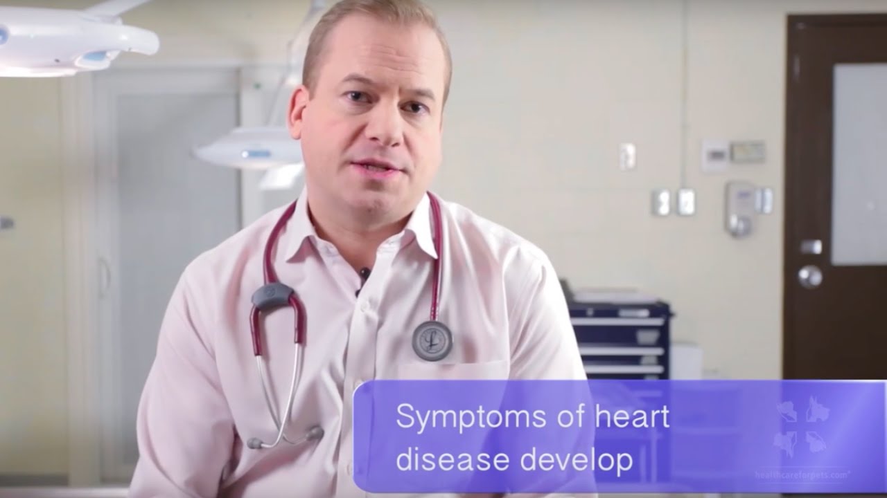 image Guarding against heartworm disease in dogs and cats