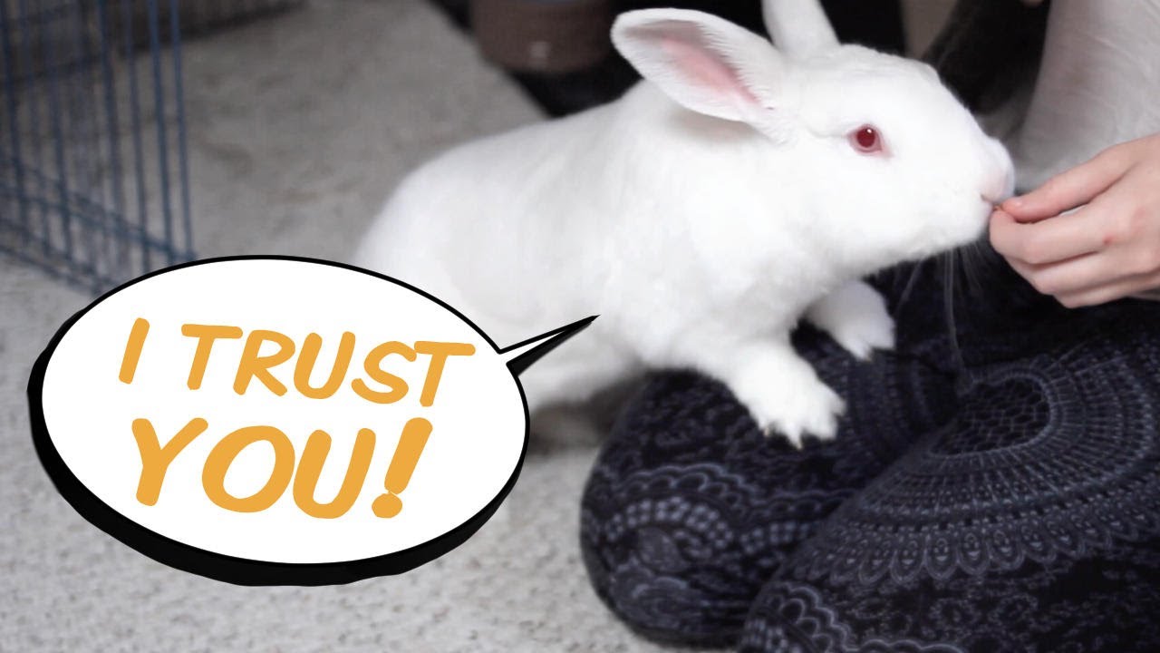 image How to bond with a rabbit that has never been socialised