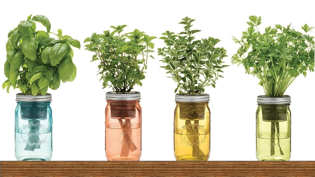 image Nine herbs you can grow in water endlessly on your window
