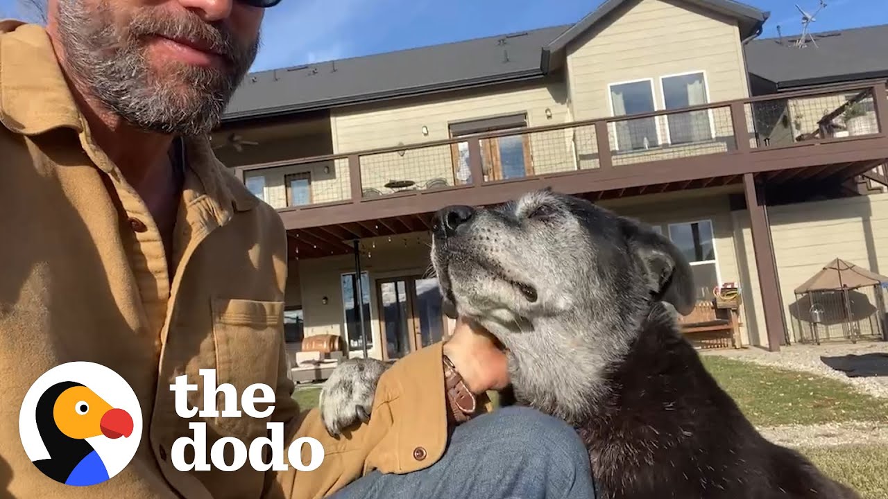 image How abandoned senior dog with cancer got new shot at life