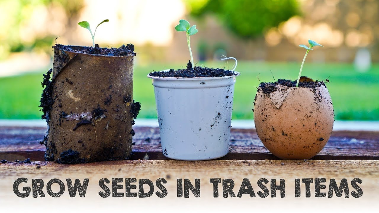 image Five garbage items you can re-purpose to grow seeds