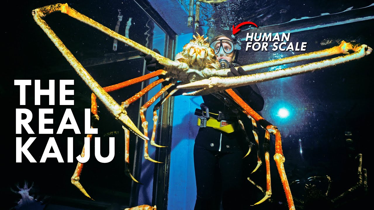 image Gentle giant: the formidable Japanese spider crab