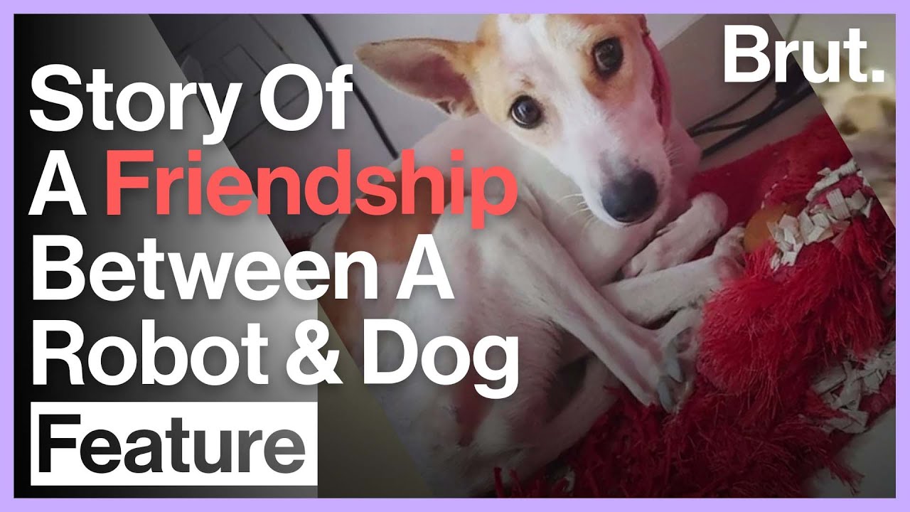 image How a robot is helping to heal a traumatised stray