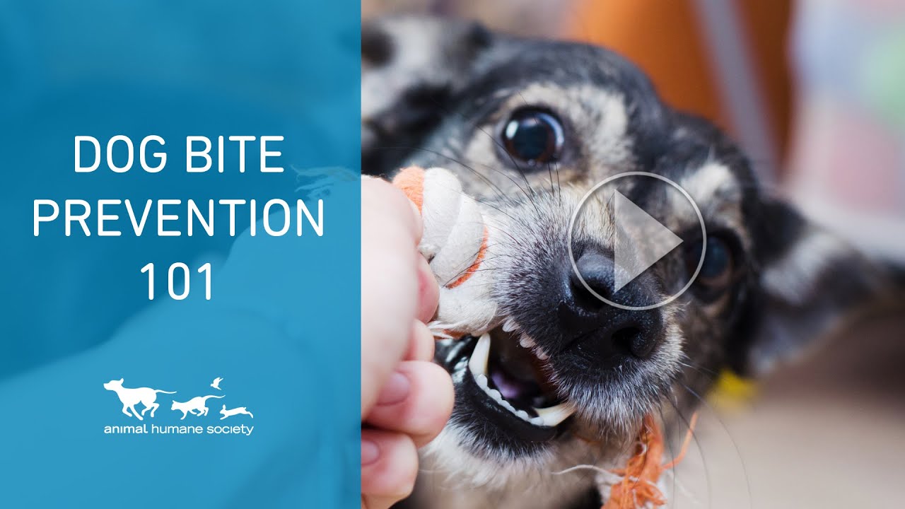 image Body language tips and drills for unfamiliar dog interactions