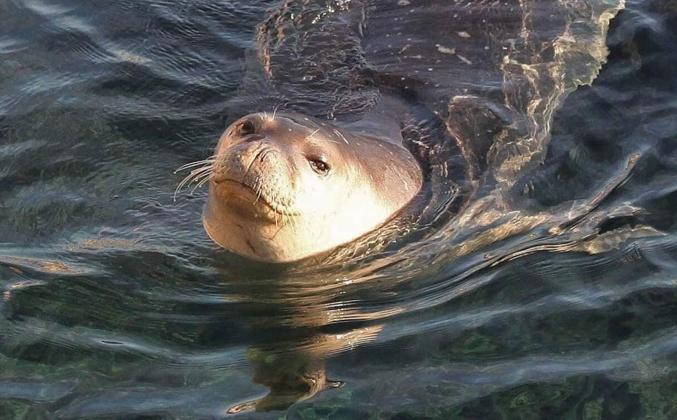 image Saving the world’s rarest marine mammal in Cyprus