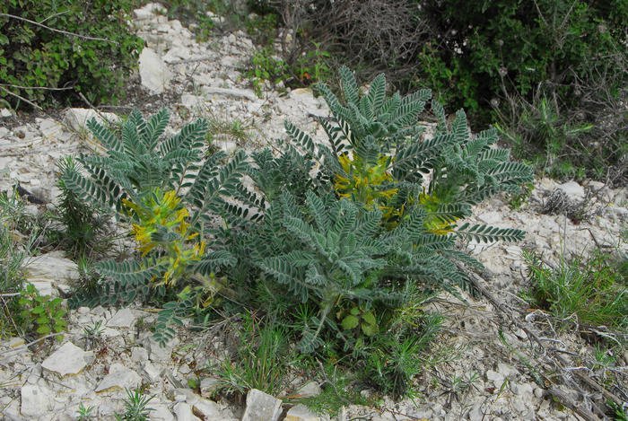 image Measures to protect rare plant named after Lefkara