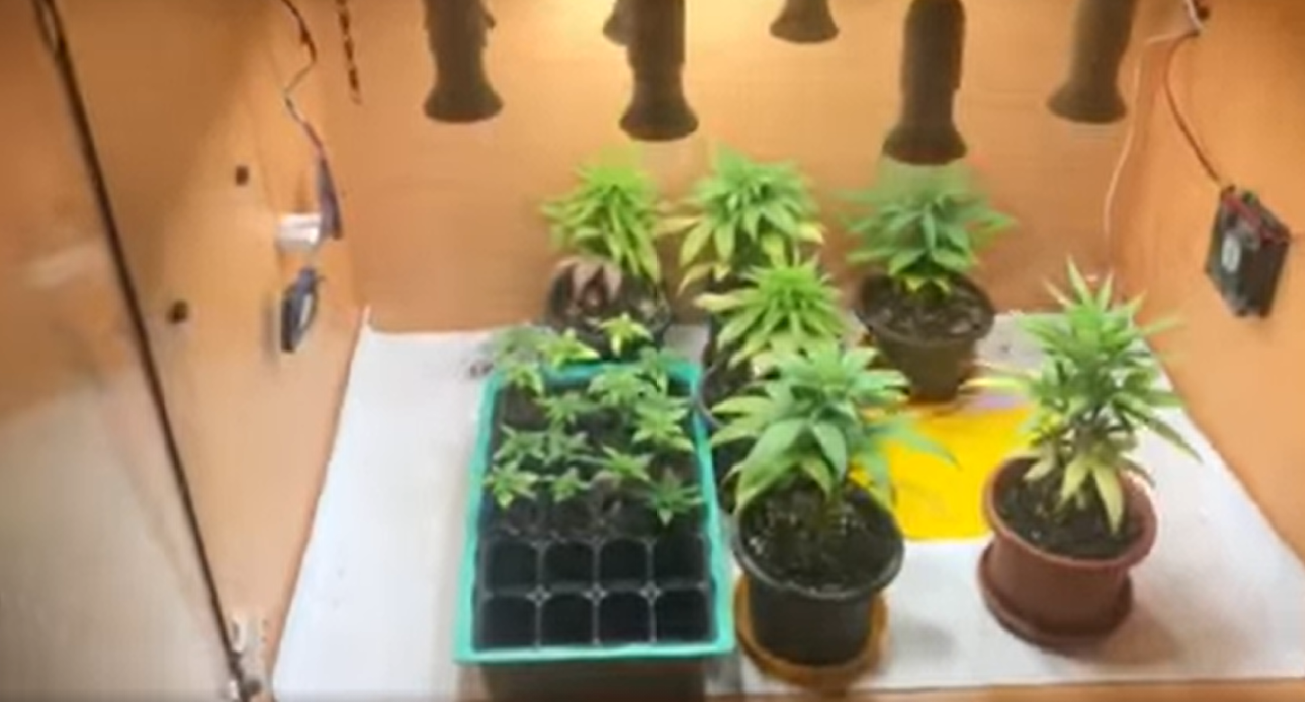 cover Arrest after cannabis nursery found in Limassol