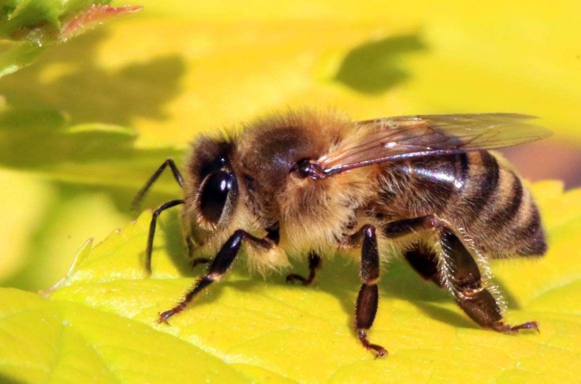 image Bees in the Netherlands trained to detect Covid-19 infections