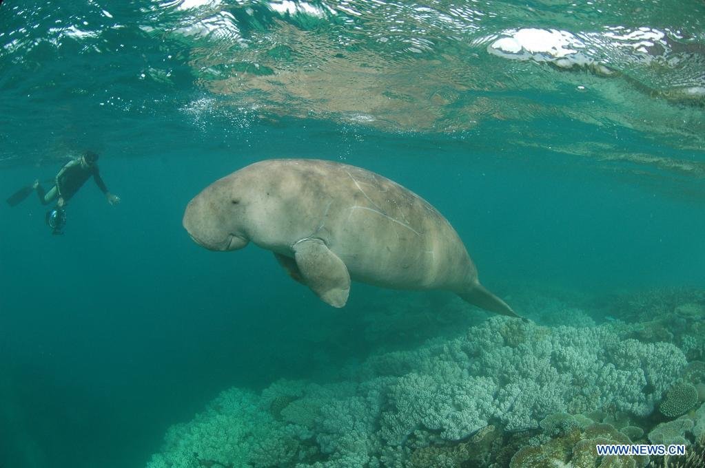 image Aussie scientists use drones to study sea cows